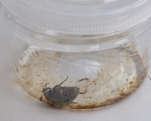 そろそろコガネムシ出没しますよ はなはなショップブログ