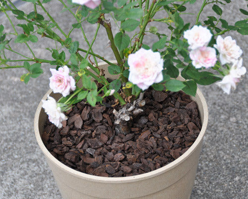 鉢植えのマルチング