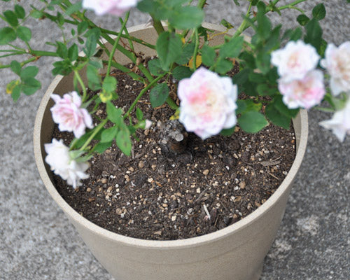 鉢植えのマルチング