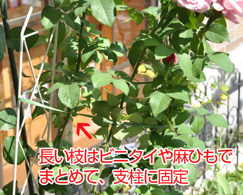 強力ペーパータイ