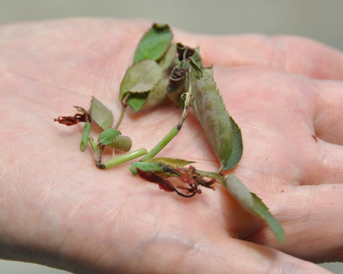 バラゾウムシにやられた新芽