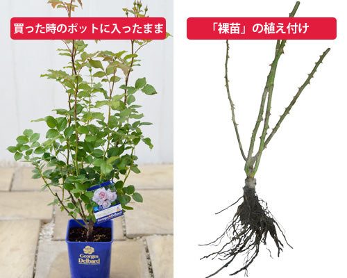 植え替えする苗