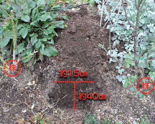 庭植えバラの土壌改良 はなはなショップブログ