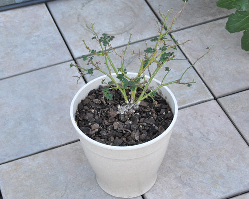 冬剪定 その 小輪の花が咲く枝の細かいバラの場合 はなはなショップブログ 冬剪定 その 小輪の花が咲く枝の細かいバラの場合 はなはなショップブログ