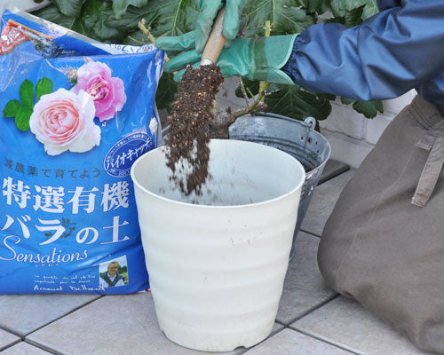調子の悪いバラを復活させたい はなはなショップブログ