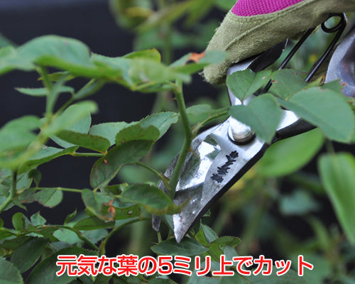 バラの夏剪定