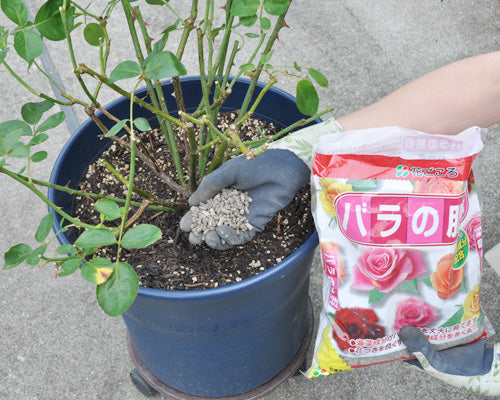 バラの肥料やり