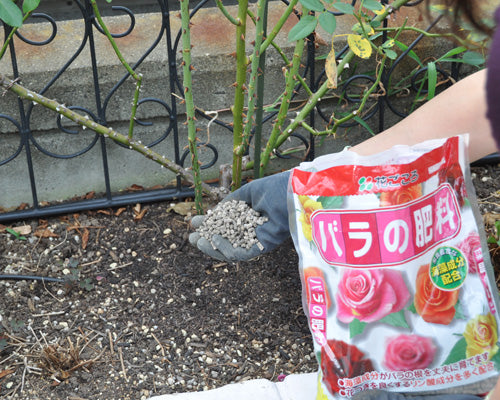 庭植えバラの肥料やり