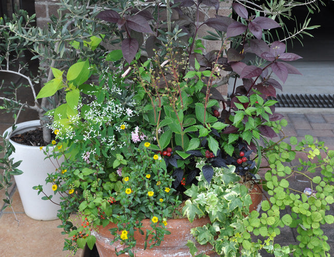 草花の寄せ植え