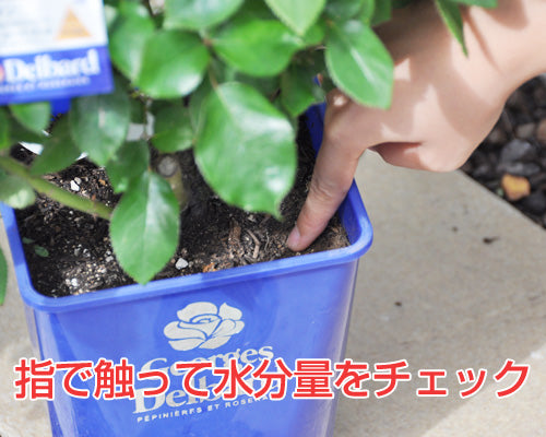 土の水分チェック