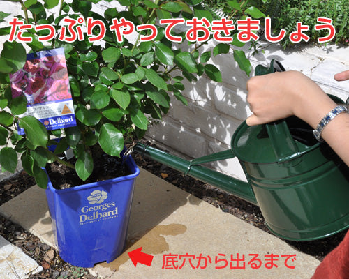 バラの水遣り