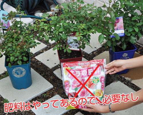 バラの肥料