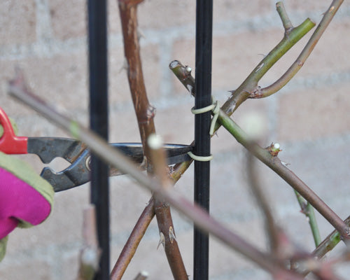 オベリスクのつるバラ 2年目の剪定 植替え 誘引 はなはなショップブログ