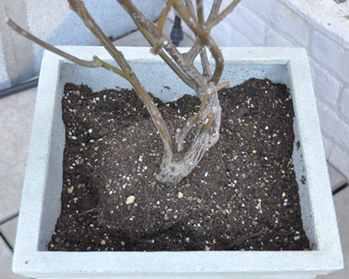 オベリスクのつるバラ 2年目の剪定 植替え 誘引 はなはなショップブログ