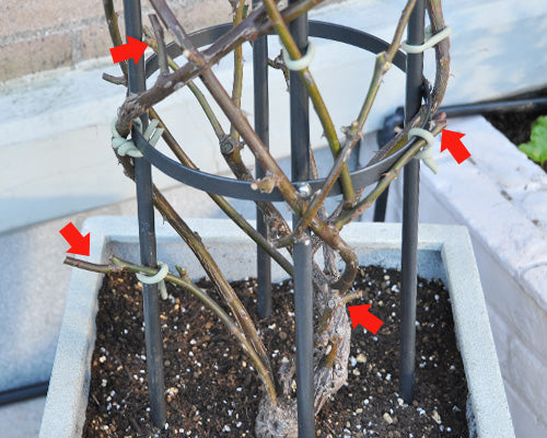 オベリスクのつるバラ 2年目の剪定 植替え 誘引 はなはなショップブログ