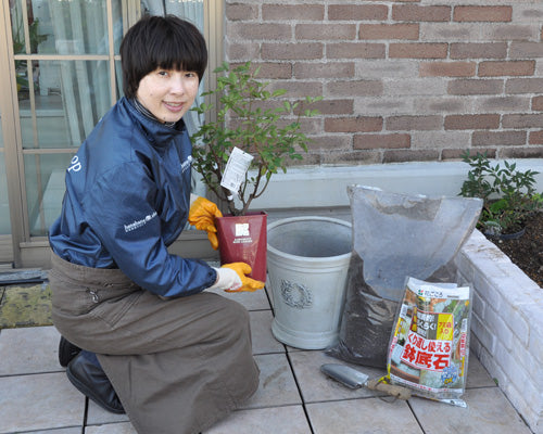 秋の開花苗 ガブリエル の植え替え はなはなショップブログ
