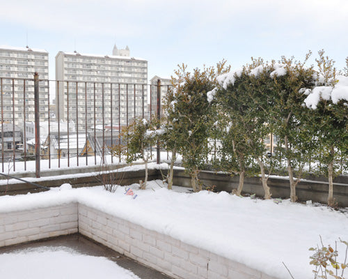 名古屋の積雪