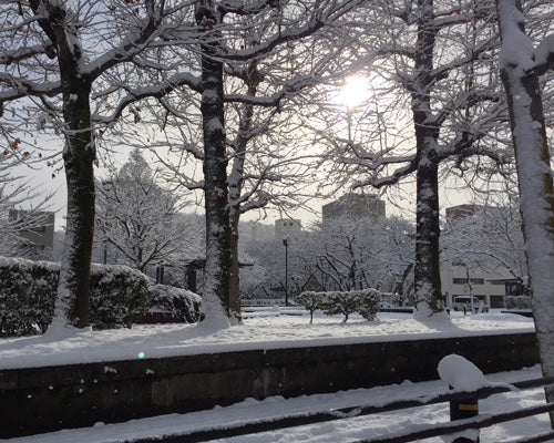 岐阜の積雪