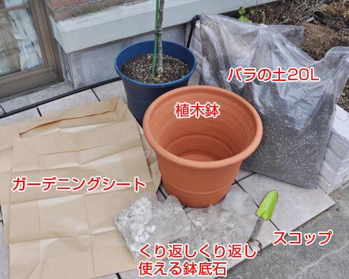 バラの植え替え