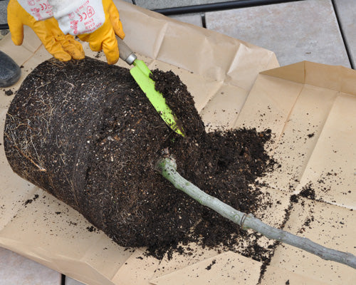 バラの植え替え