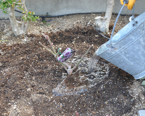 バラの植え付け