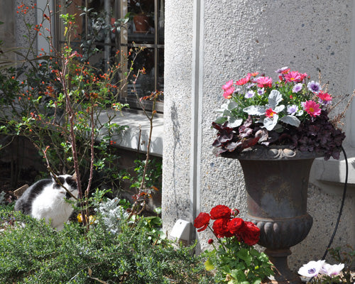 会社の花壇