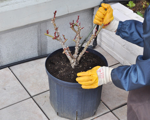 バラの鉢植えエアレーション