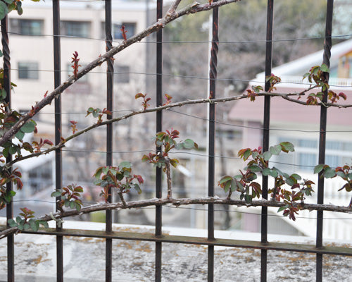 バラの芽吹き