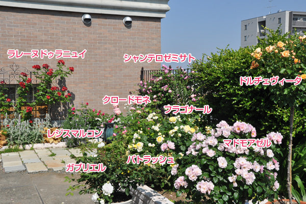 バラの庭