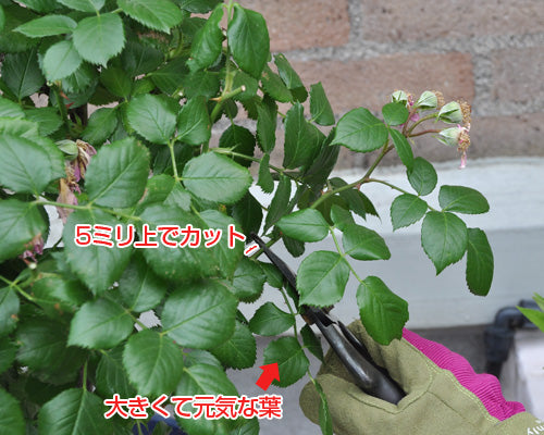 バラの切り戻し
