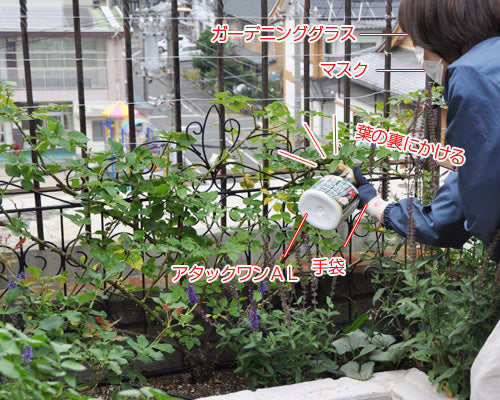 バラの薬品散布