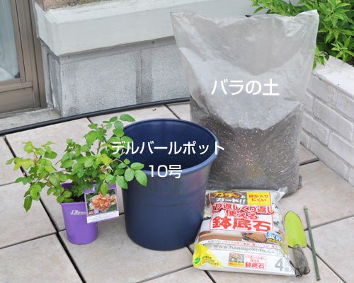 バラの植え替え