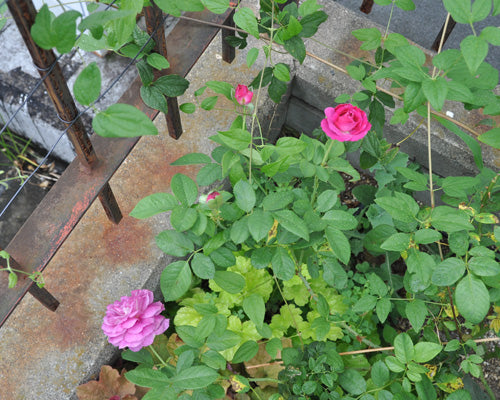 バラの3番花