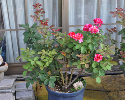 バラの3番花