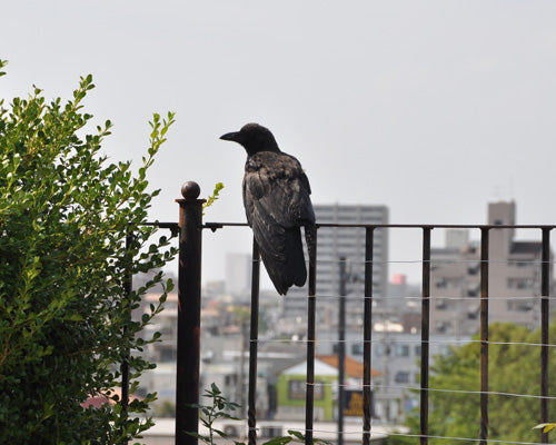 カラス