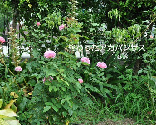 庭の雑草