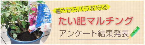 アンケート結果