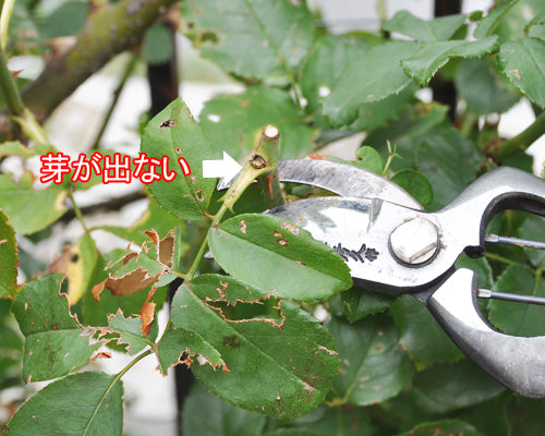 シャンテロゼミサト夏剪定