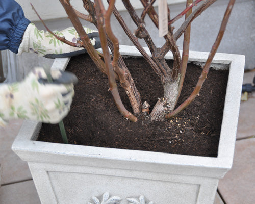 バラの簡単植え替え