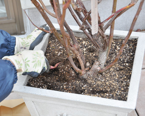 バラの簡単植え替え