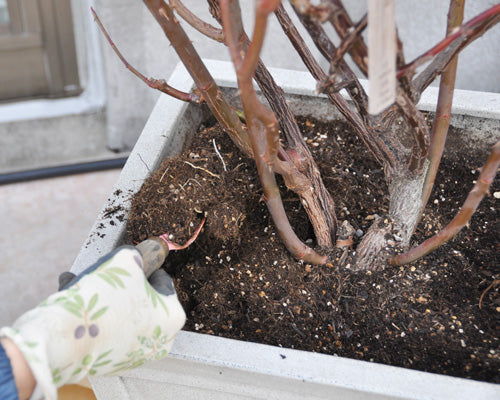 バラの簡単植え替え