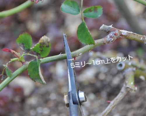 バラの冬剪定