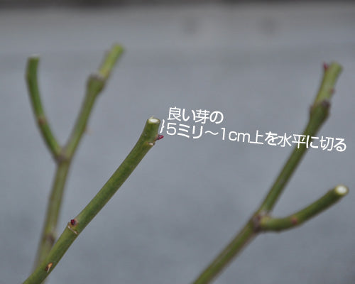 バラの冬剪定