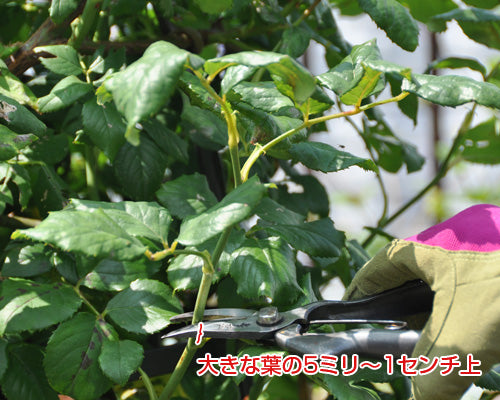 バラの切り戻し