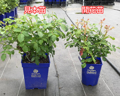 バラの見本苗