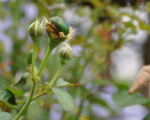 薔薇の花を食べるコガネムシ