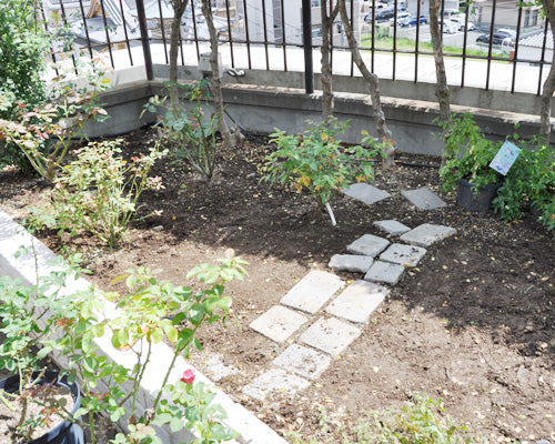 庭の雑草退治