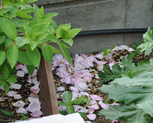 バラの花びら