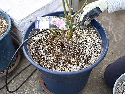 寒肥をあたえました はなはなショップブログ