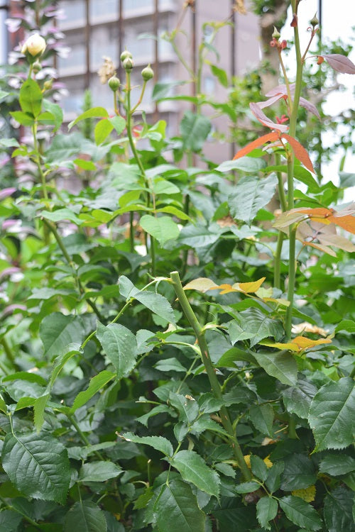 春の花後の切り戻し 最終 はなはなショップブログ